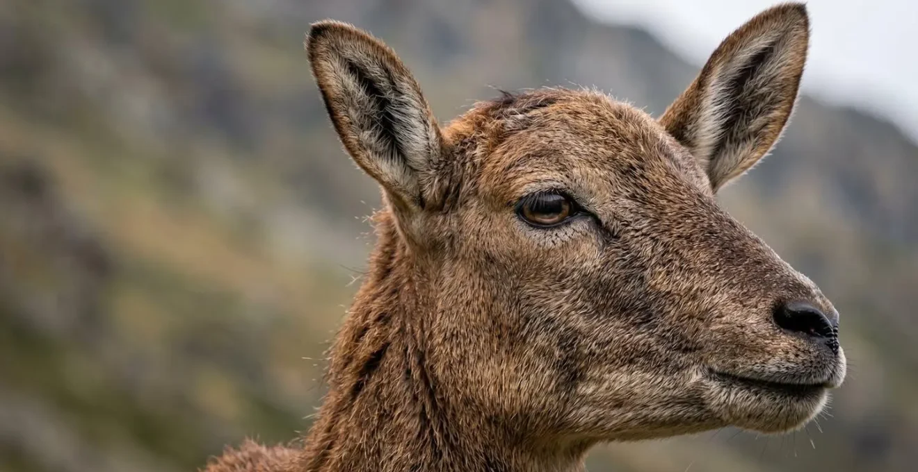 Gros plan sur les yeux et les oreilles dressées d'un mouflon de Corse en état d'alerte