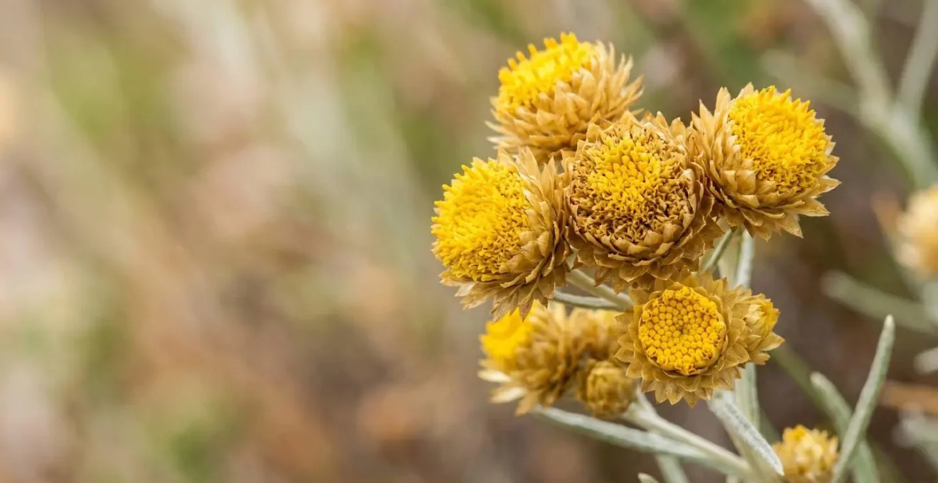 Gros plan macro sur les fleurs dorées de l'immortelle corse avec texture détaillée des capitules