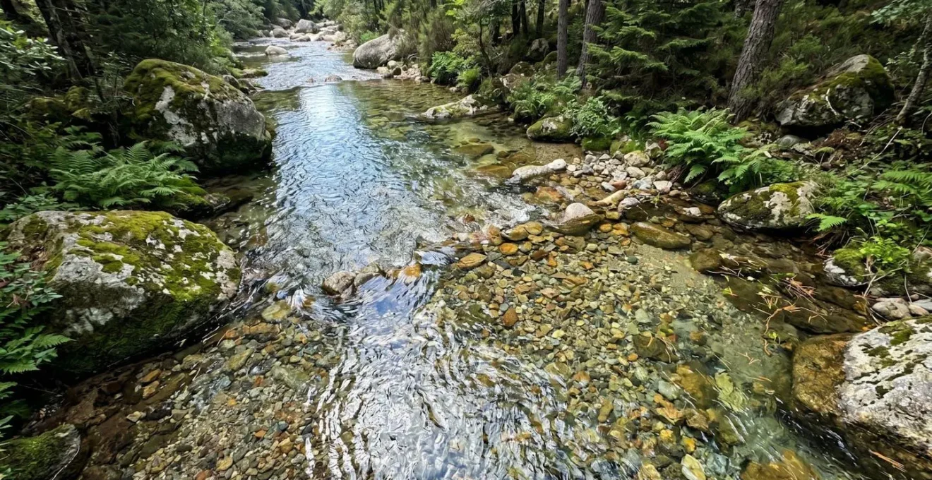 Ruisseau de montagne aux eaux transparentes révélant un fond de galets naturels, habitat de reproduction de la truite endémique
