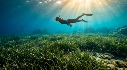 Plongeur équipé de masque et tuba observant respectueusement un herbier de posidonie en Méditerranée