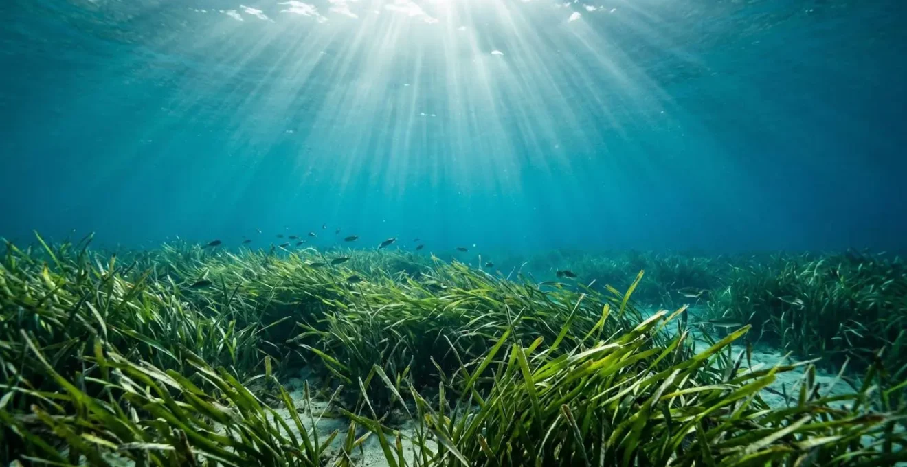 Vue sous-marine d'herbiers de posidonie en Méditerranée